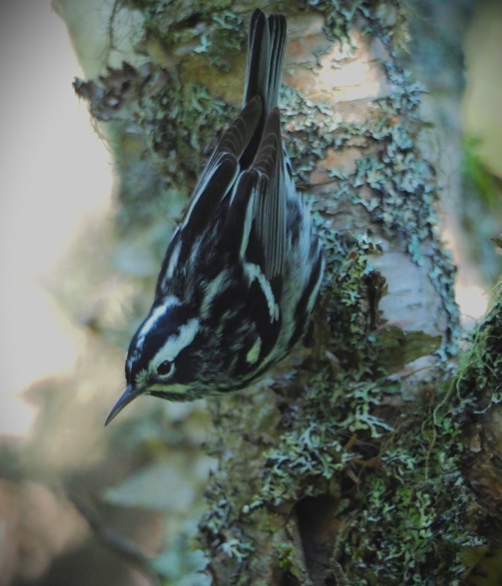Black-and-white Warbler - ML598502641