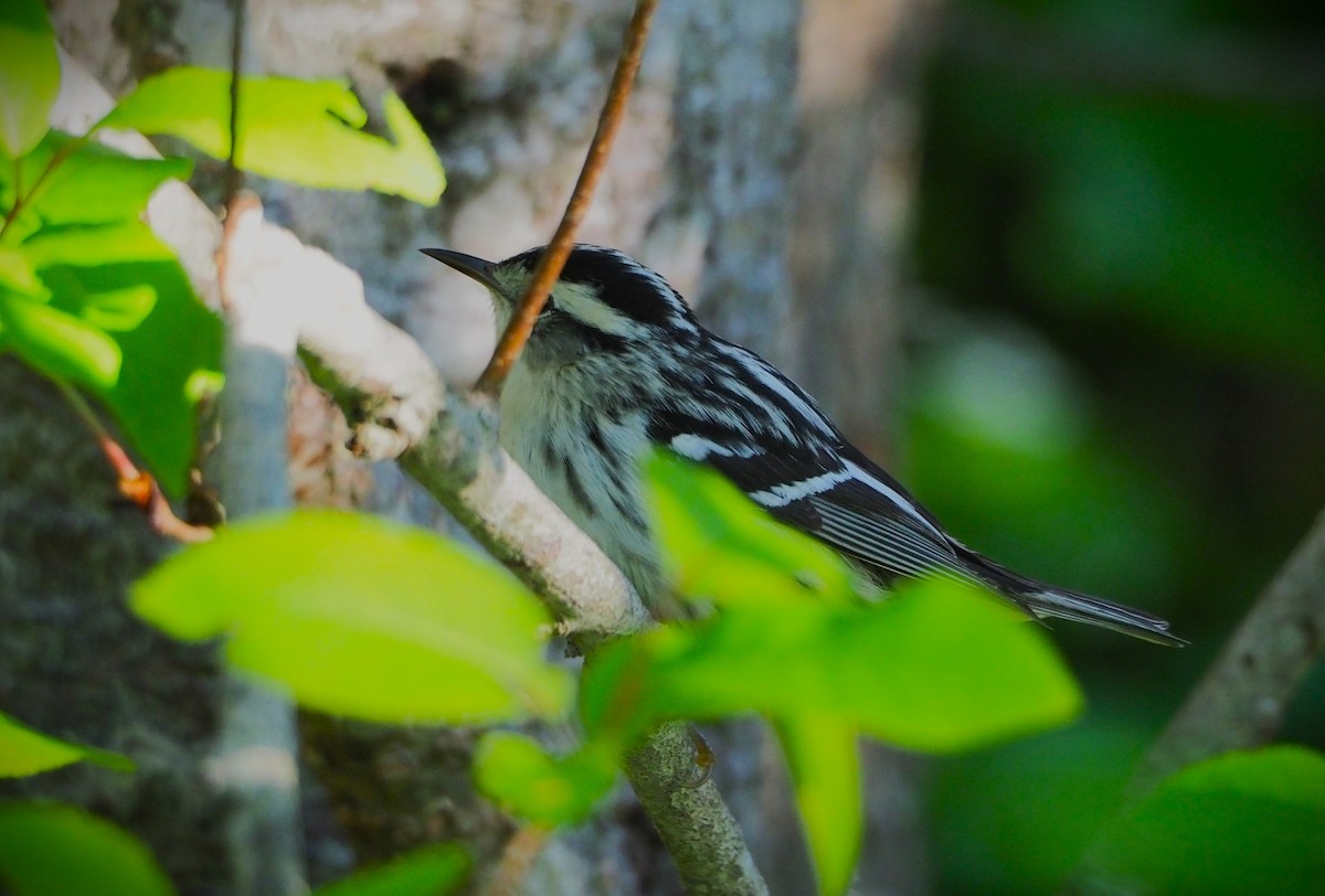 Black-and-white Warbler - ML598502651
