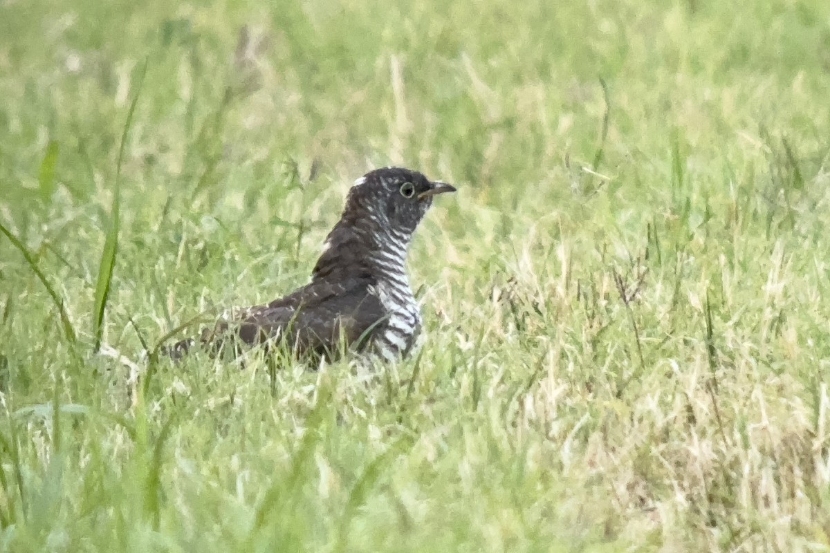 Common Cuckoo - ML598504081