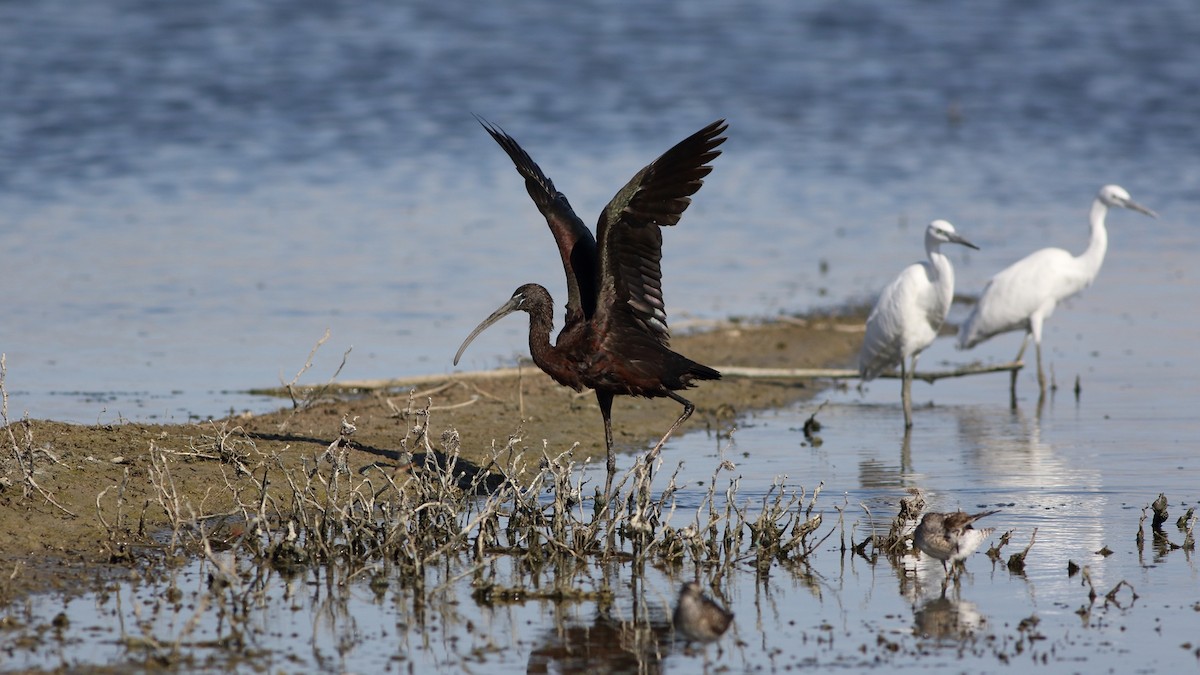ibis hnědý - ML598507301