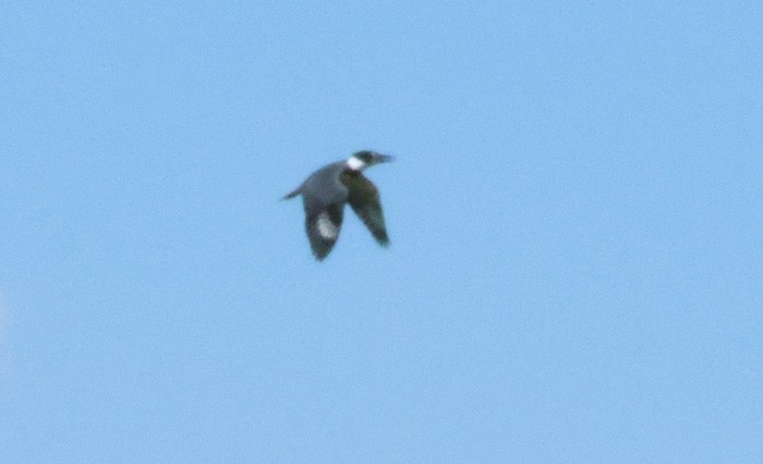 Belted Kingfisher - ML598508731