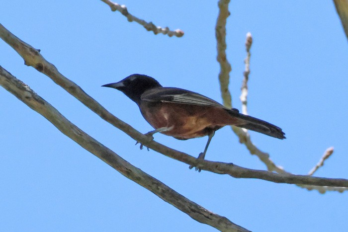 Orchard Oriole - ML598509211