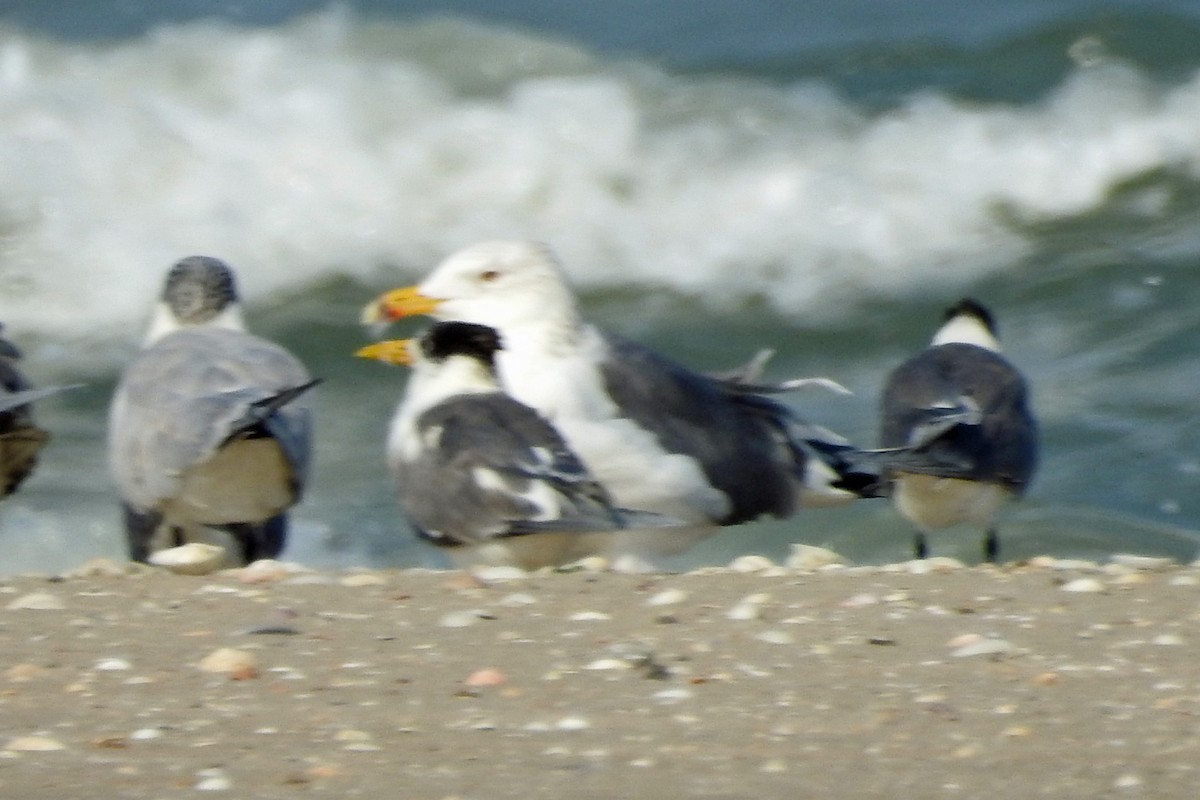 Lesser Black-backed Gull (Heuglin's) - Judy Matsuoka