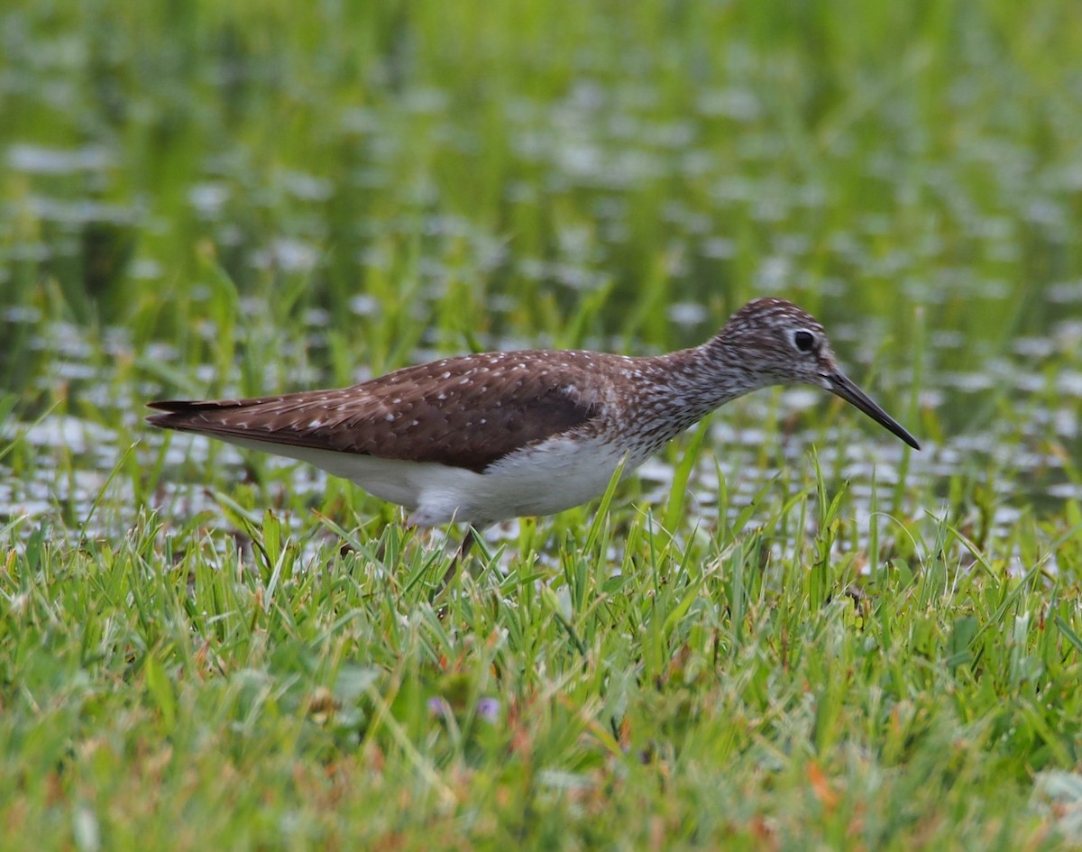eBird Checklist 29 Jul 2023 Curwensville Dam Rec Area 3 species