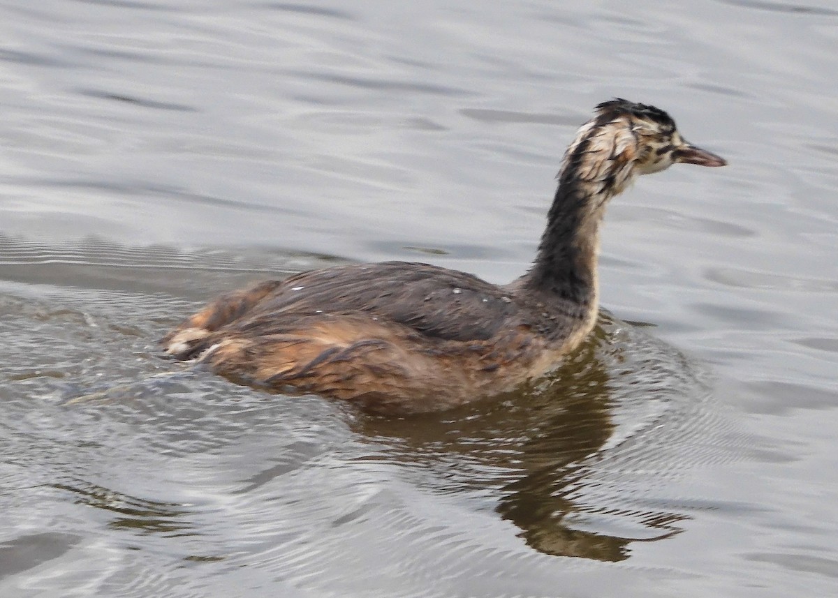 Great Crested Grebe - ML598514961