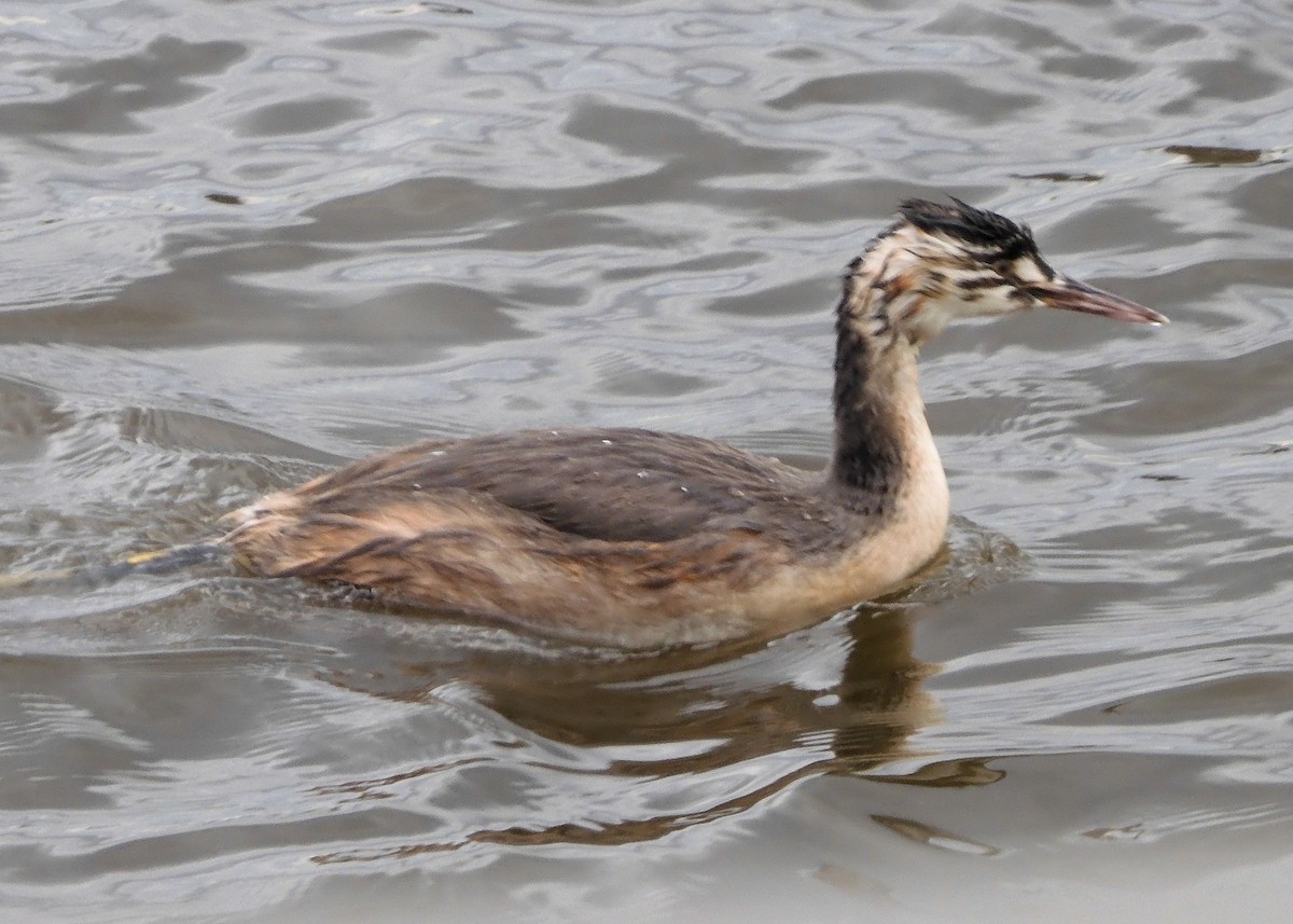 Great Crested Grebe - ML598514971