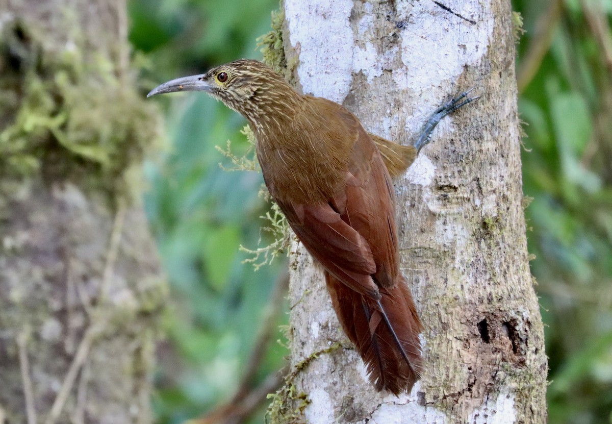 Strong-billed Woodcreeper - ML598520521
