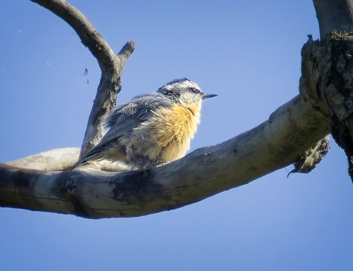 Red-breasted Nuthatch - ML598525321