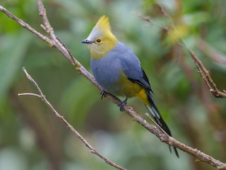  - Long-tailed Silky-flycatcher