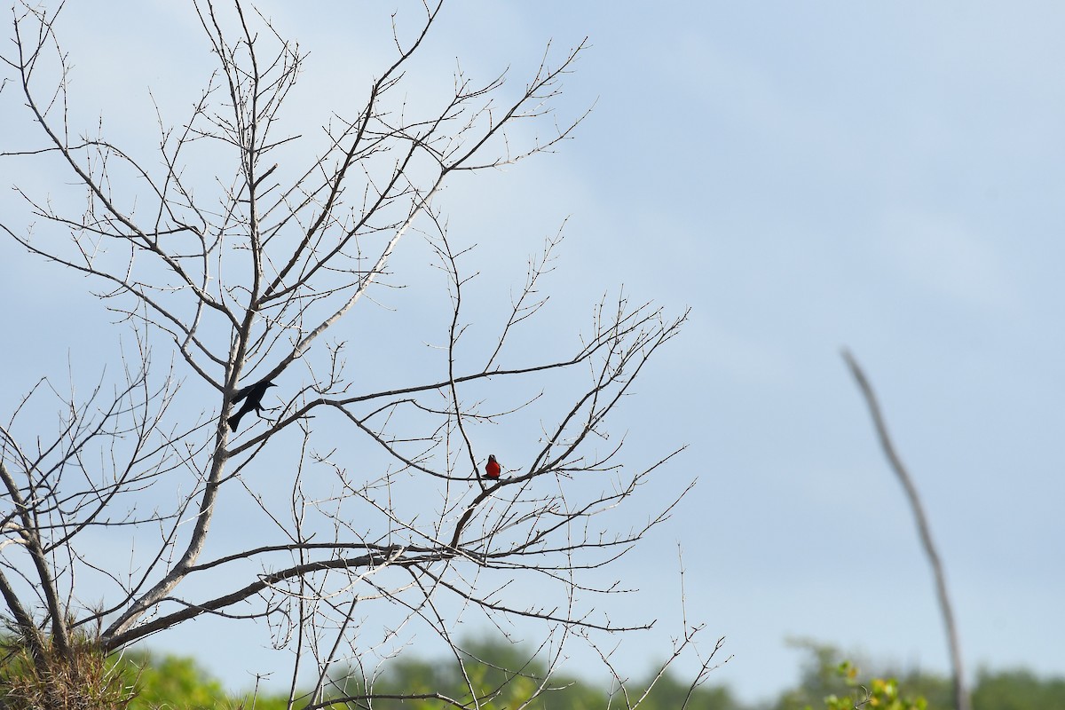 Red-breasted Meadowlark - Robert Biermann