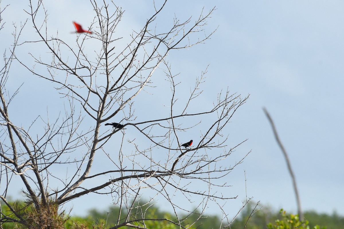 Red-breasted Meadowlark - Robert Biermann