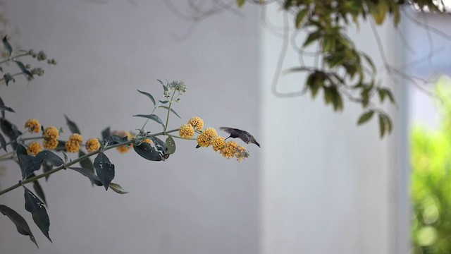 Costa's Hummingbird - ML598529701