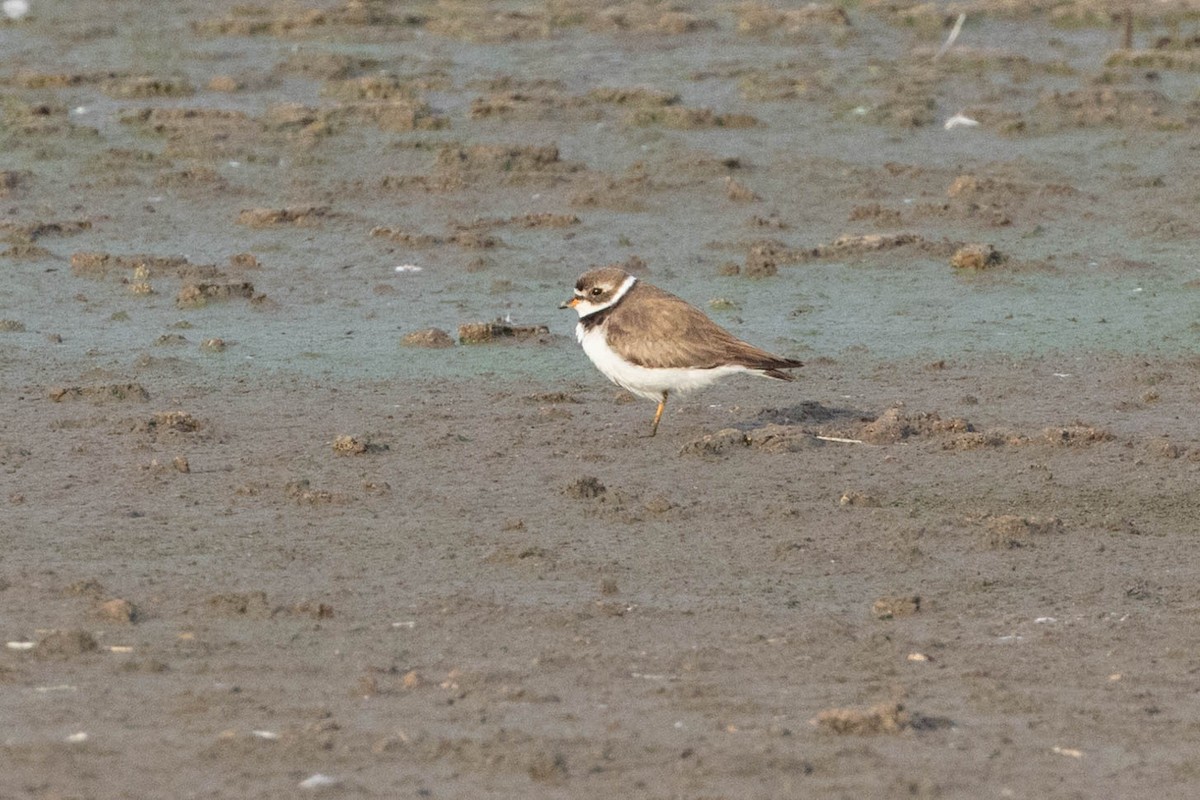 Semipalmated Plover - ML598530001