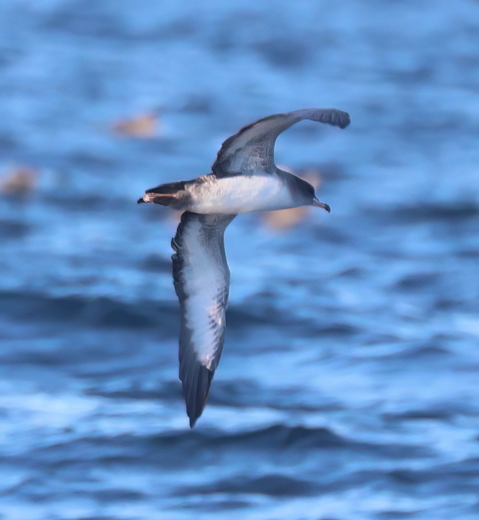 Pink-footed Shearwater - ML598531531