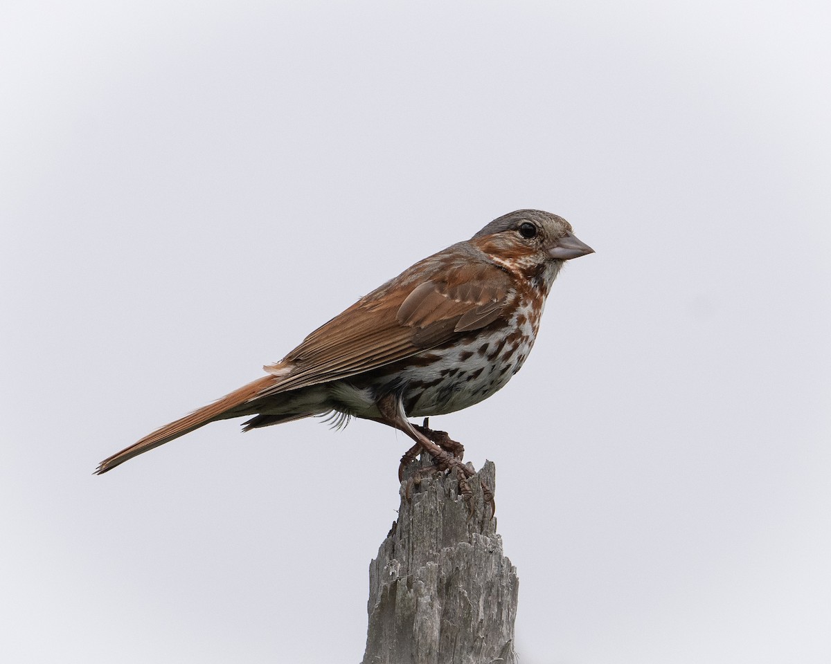 Fox Sparrow (Red) - ML598535961