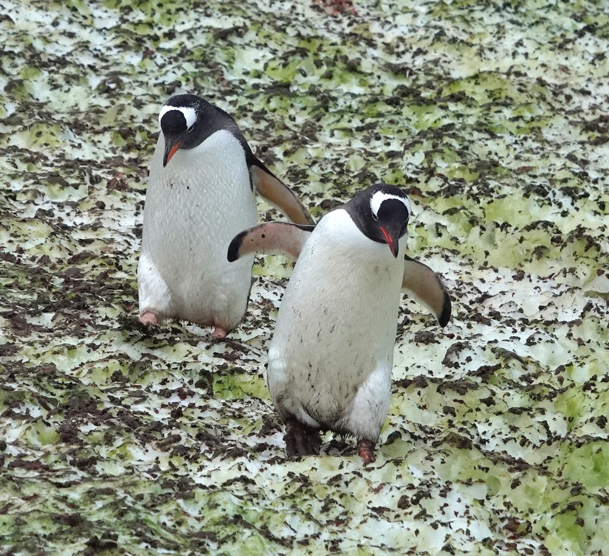 Gentoo Penguin - ML598536701