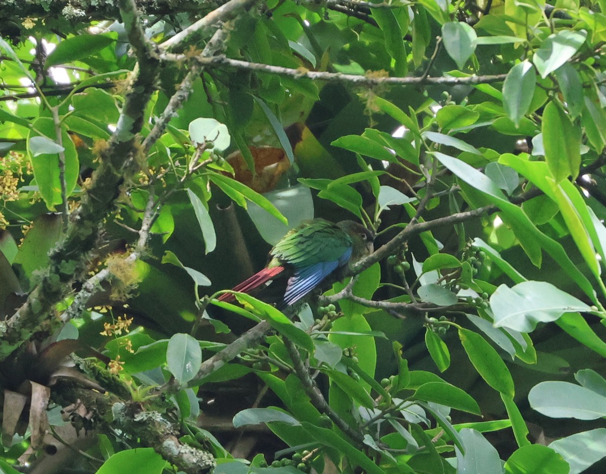 Red-eared Parakeet - ML598545561