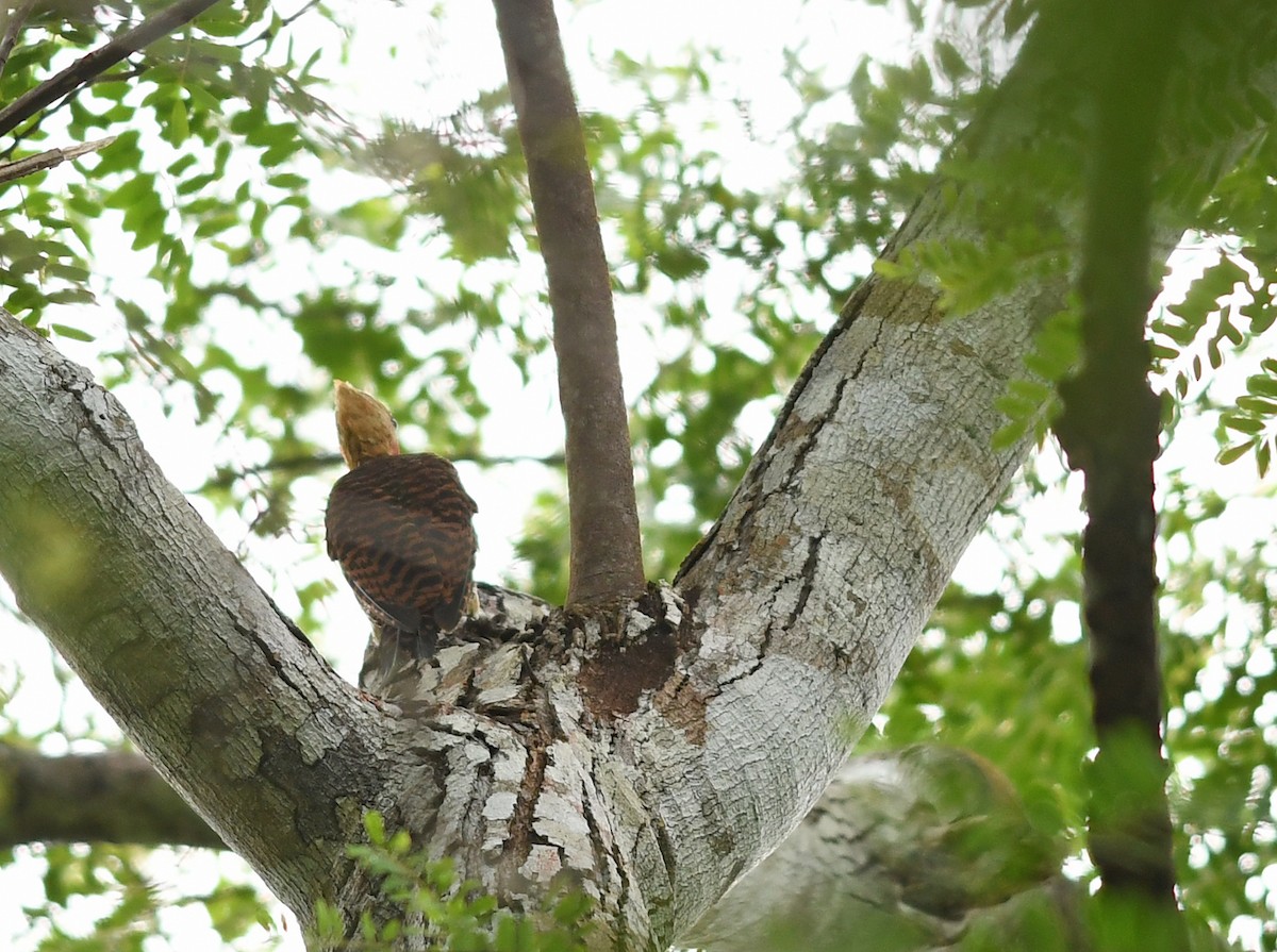 Ringed Woodpecker (Atlantic Black-breasted) - ML598545731