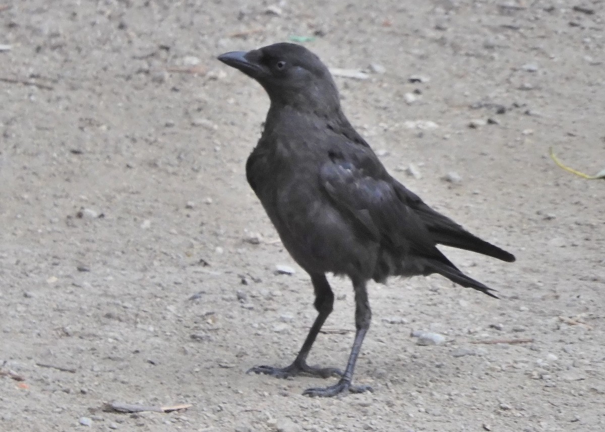 Carrion Crow - Kenneth Copenhaver