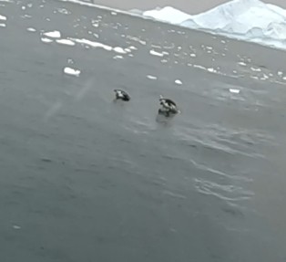 Антарктический пингвин - ML598546291