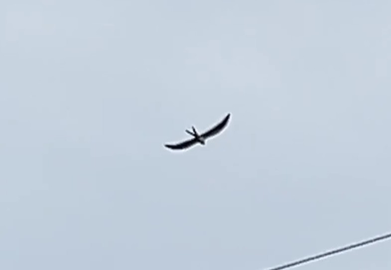 Swallow-tailed Kite - ML598548831