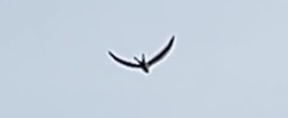 Swallow-tailed Kite - ML598548841
