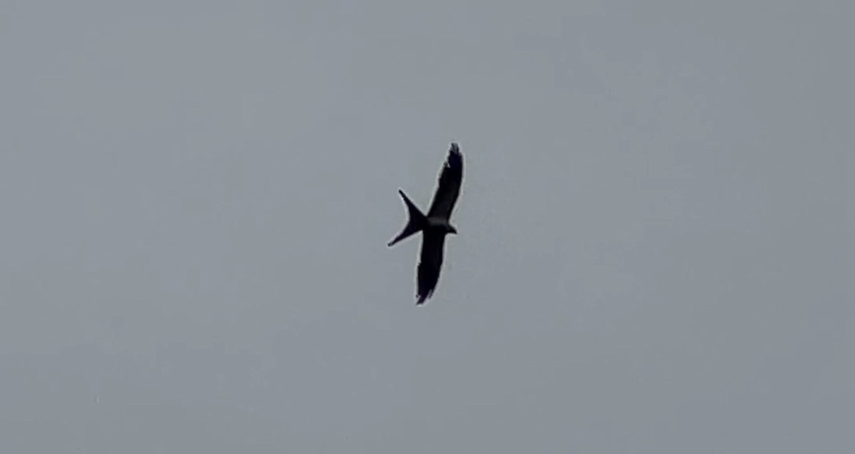 Swallow-tailed Kite - ML598548891