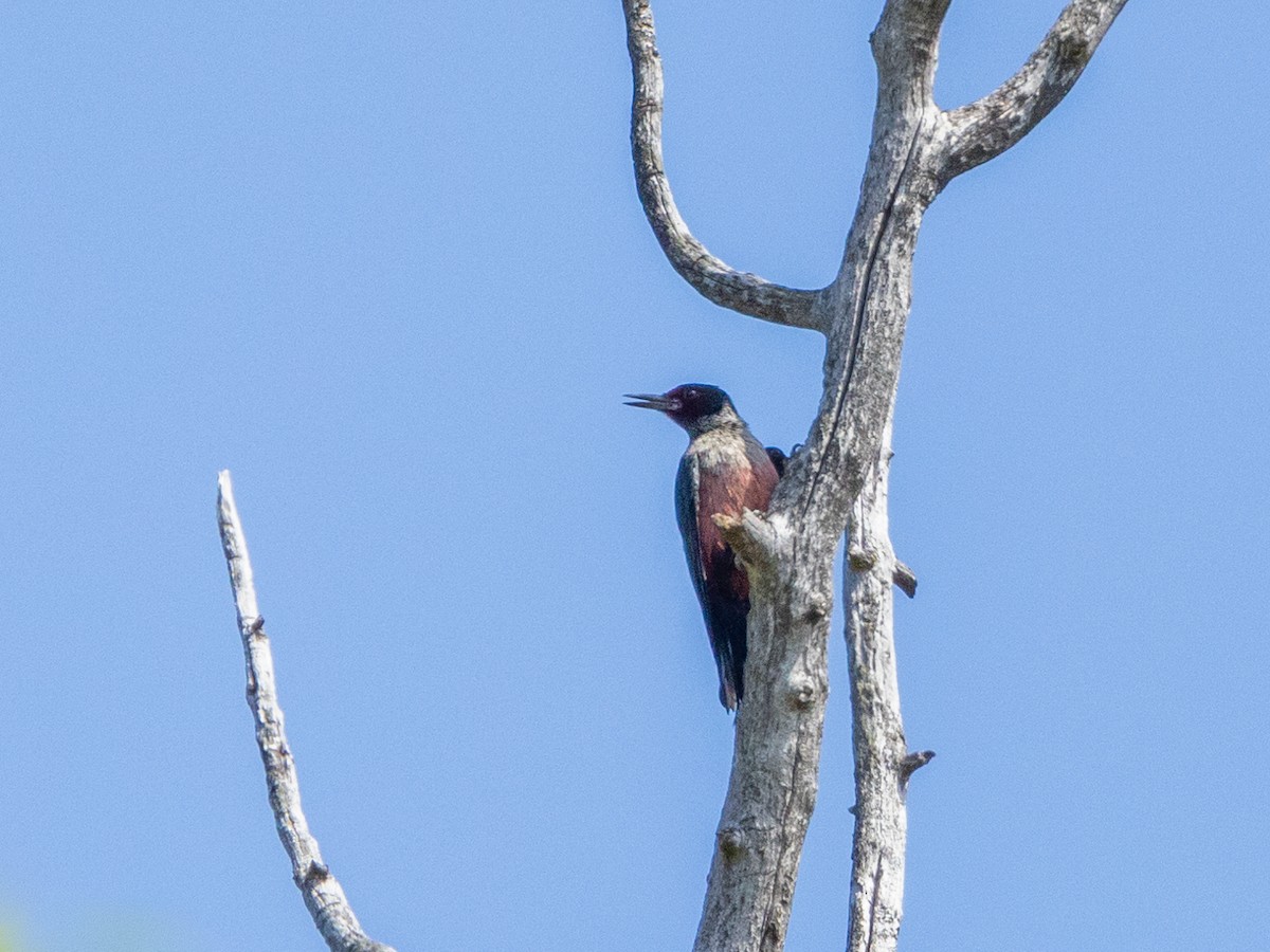 Lewis's Woodpecker - ML598552231