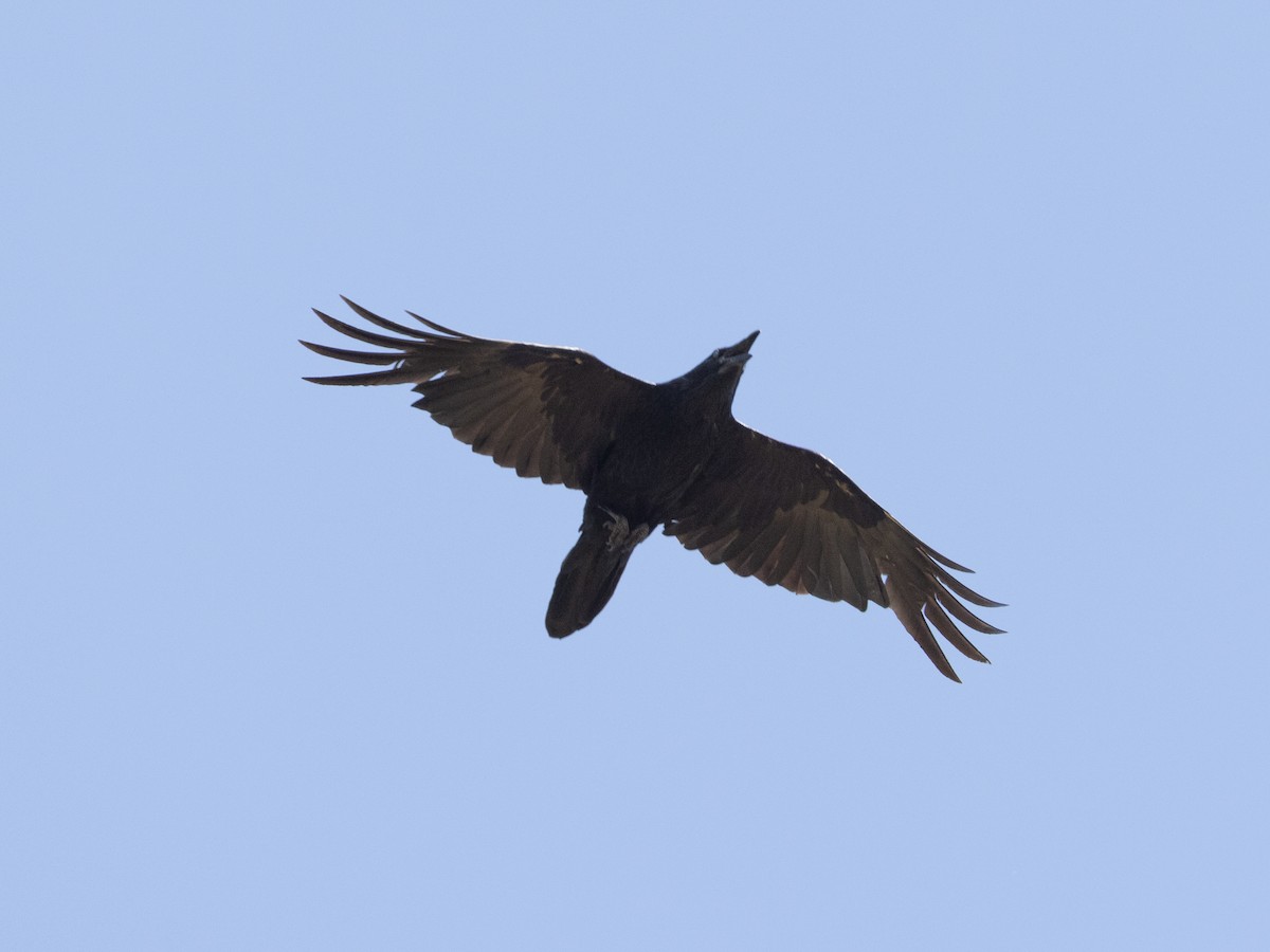 Common Raven - ML598552731