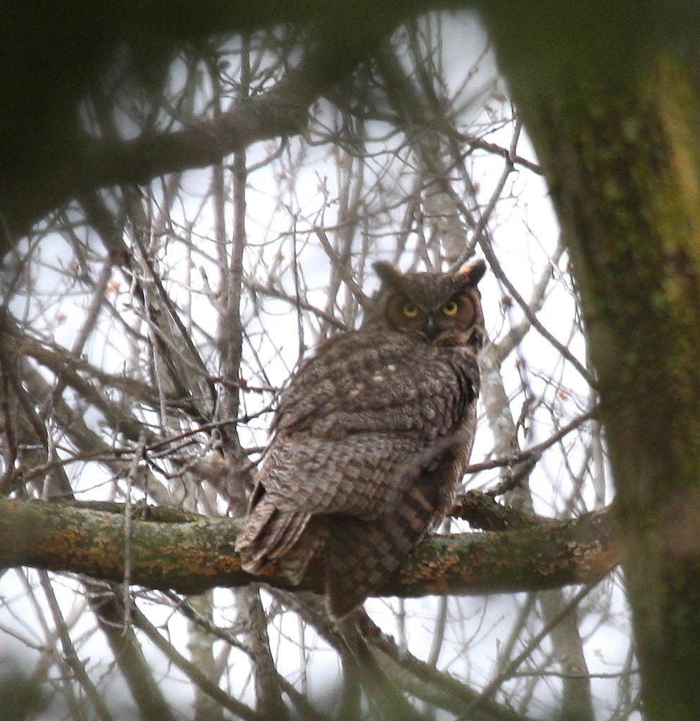 Great Horned Owl - ML59856051