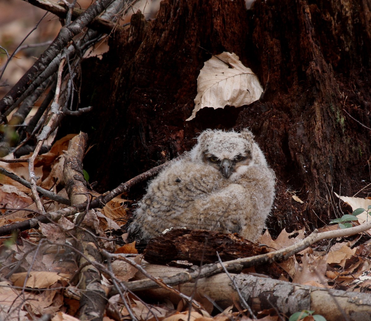 Great Horned Owl - ML59856061