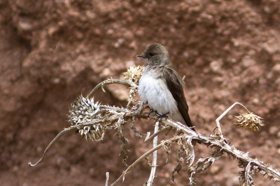 Northern Rough-winged Swallow - Richard Bunn