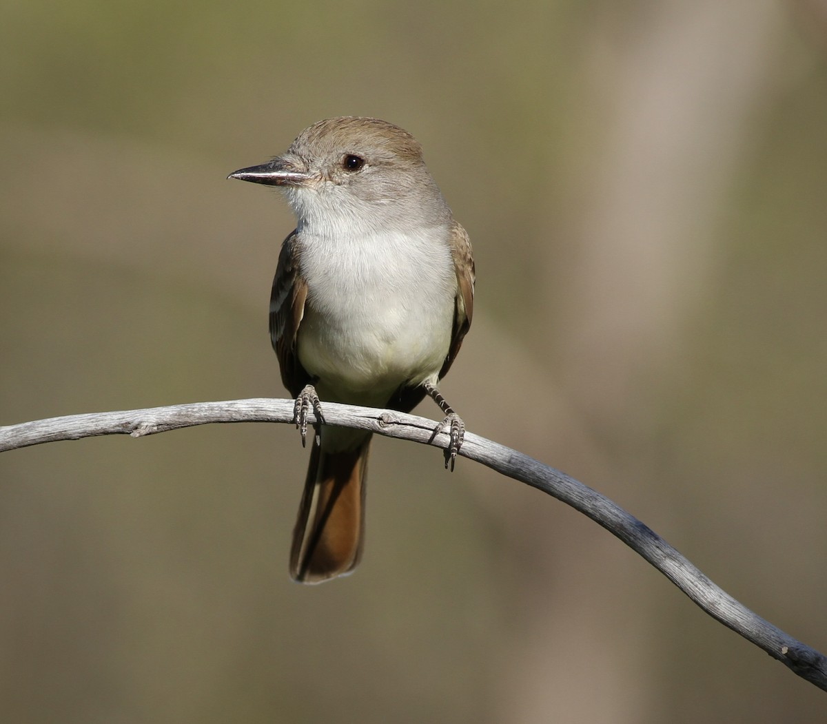 Ash-throated Flycatcher - Andrew Theus