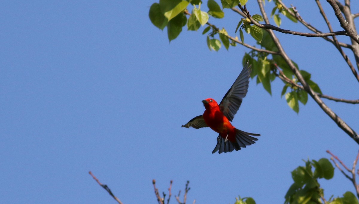 Scarlet Tanager - ML59856351