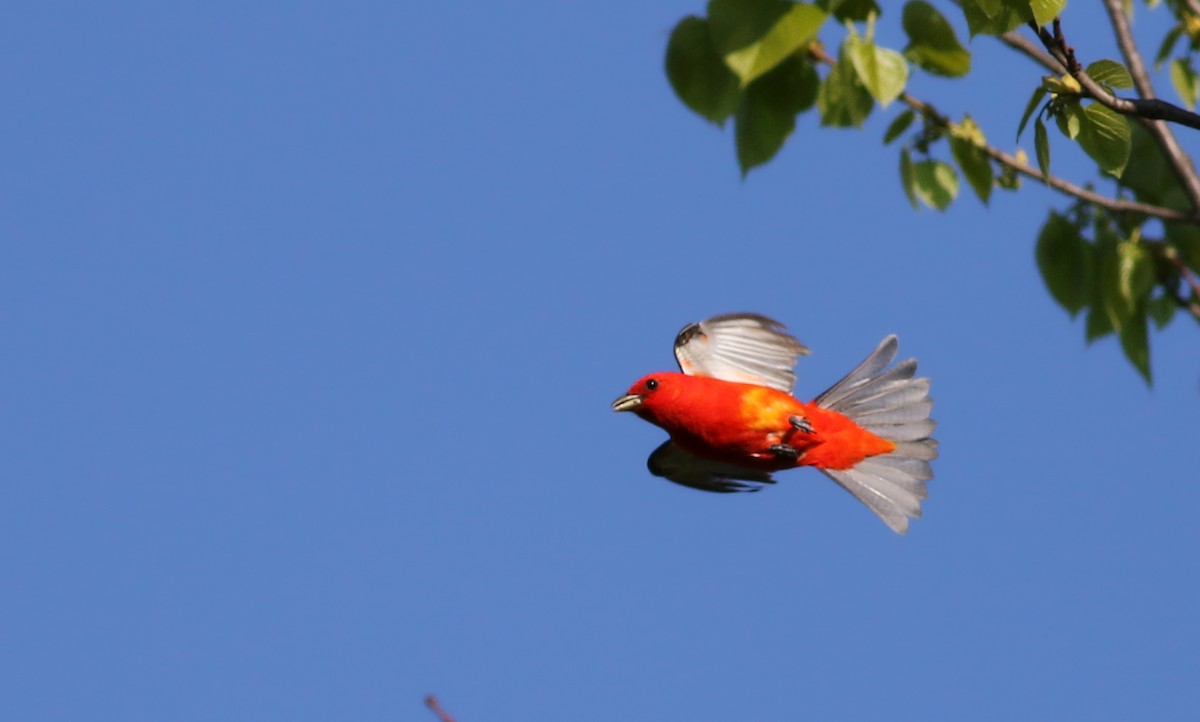 Scarlet Tanager - ML59856361