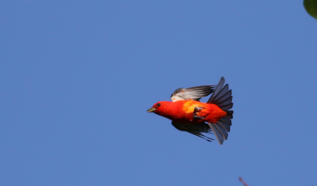 Scarlet Tanager - ML59856371