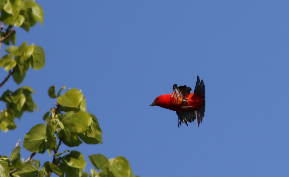 Scarlet Tanager - ML59856381