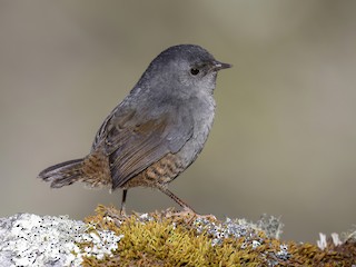  - Ancash Tapaculo