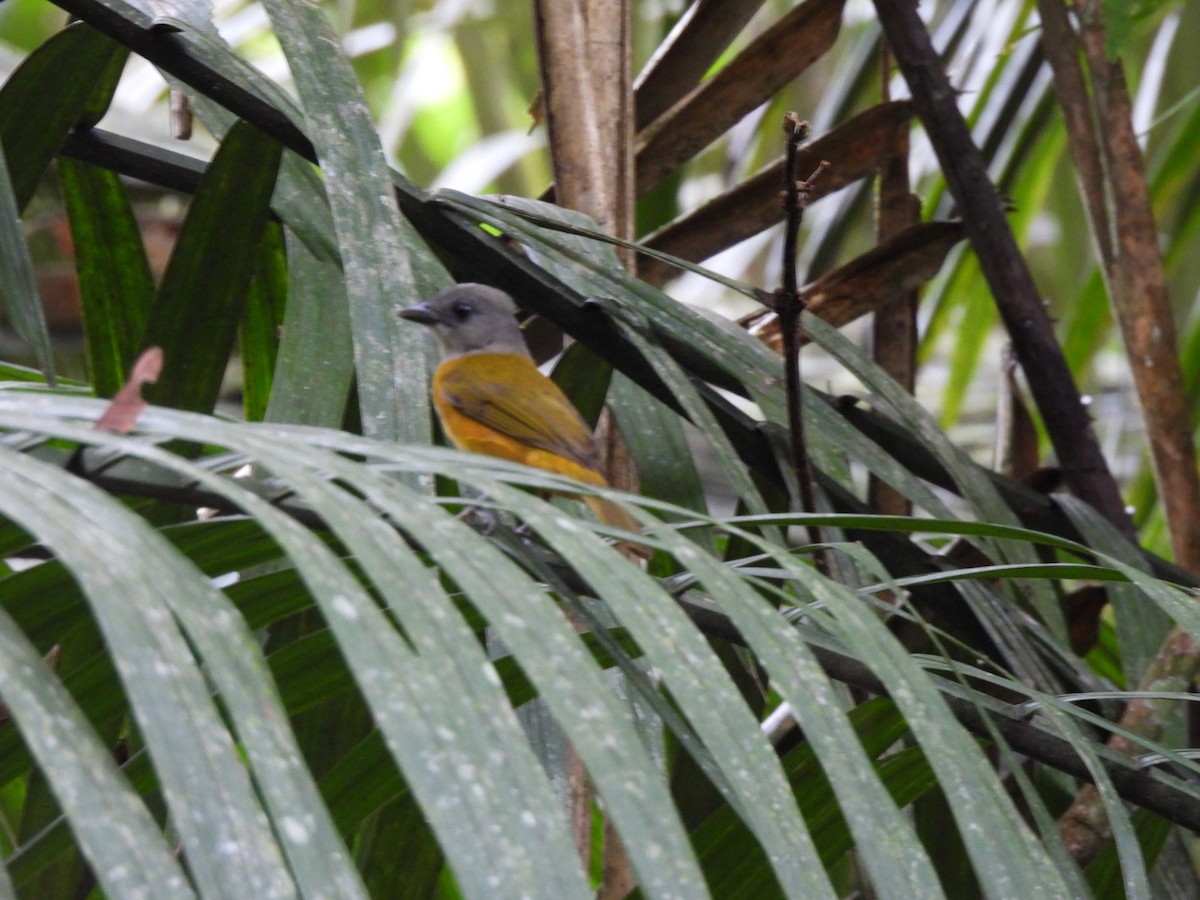 Gray-headed Tanager (Gray-headed) - javier arias villota