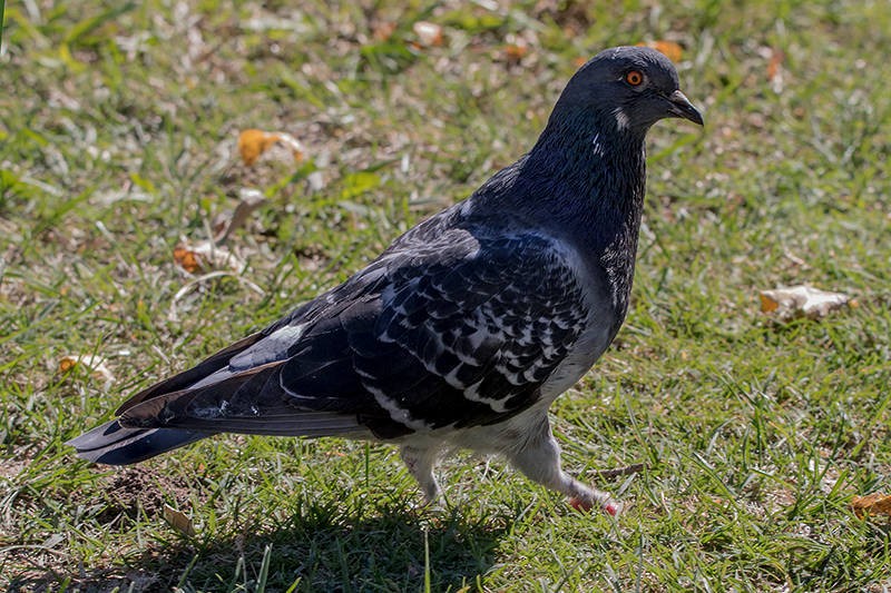 Rock Pigeon (Feral Pigeon) - Ricardo A.  Palonsky