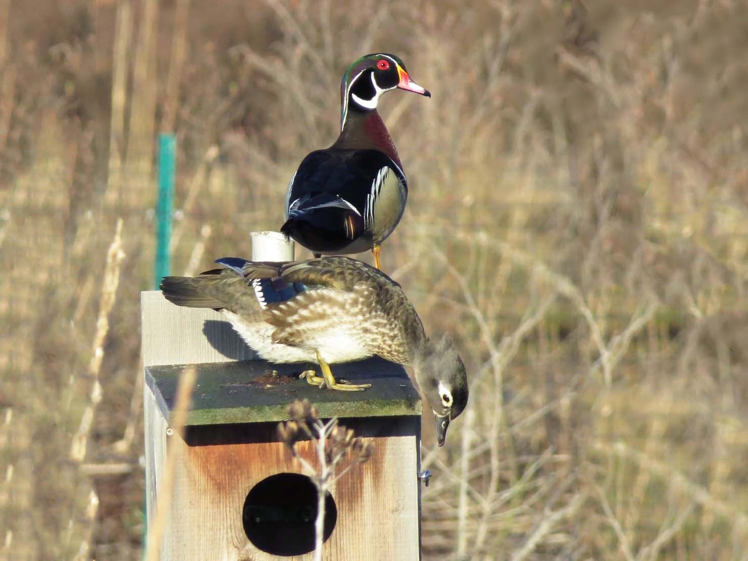 Wood Duck - Janis Stone