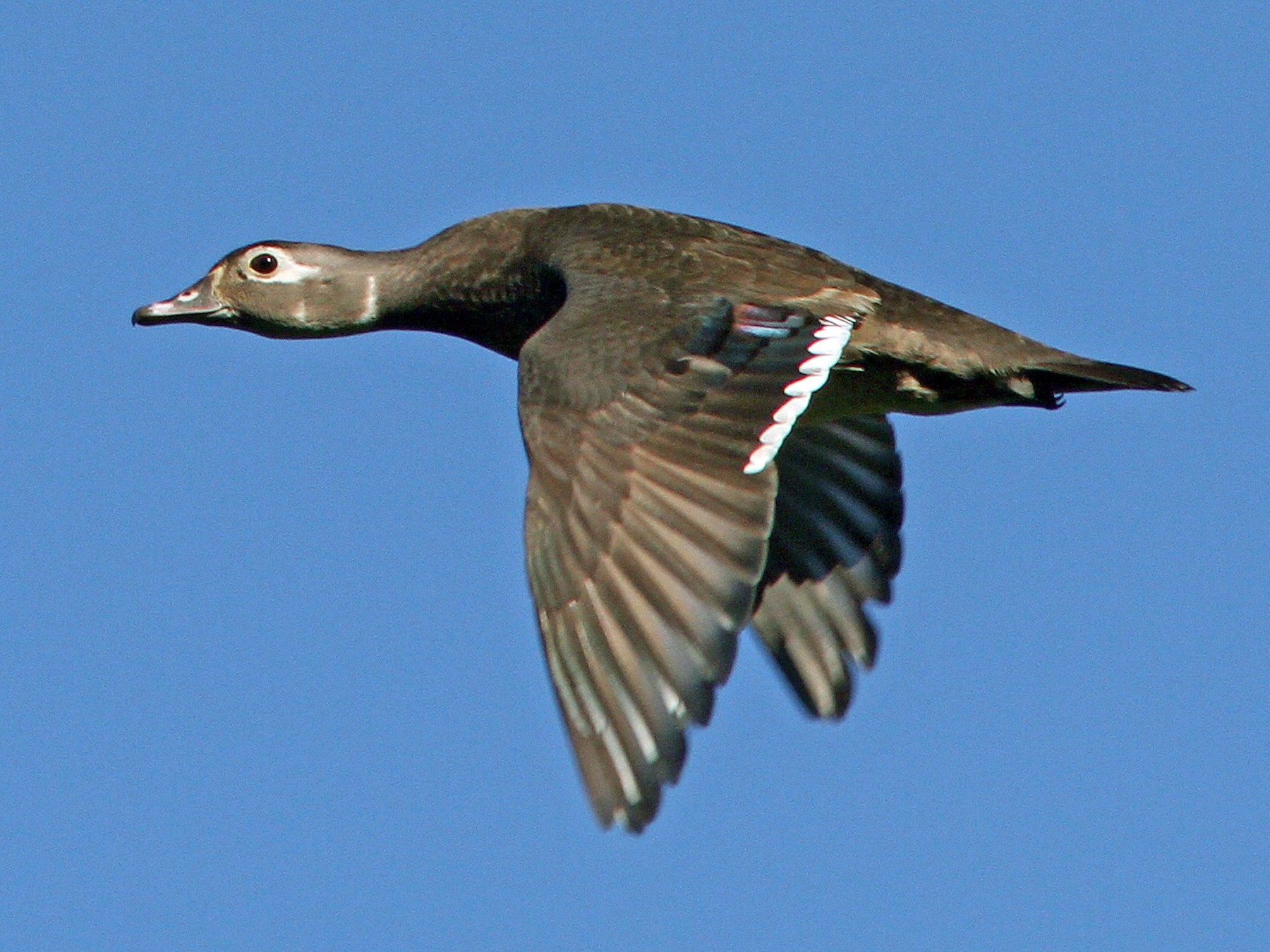 Wood Duck Biology, Life History, and Identification - Waterfowl Profile