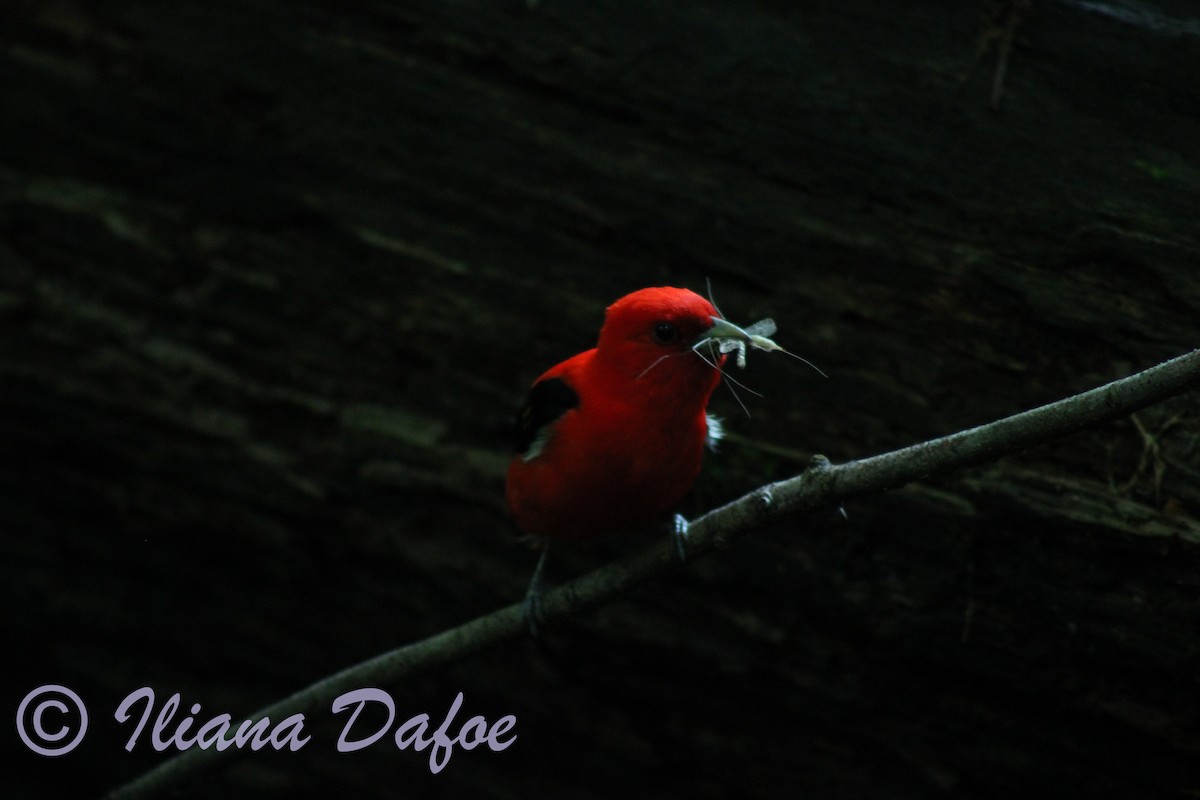 Scarlet Tanager - ML598573771