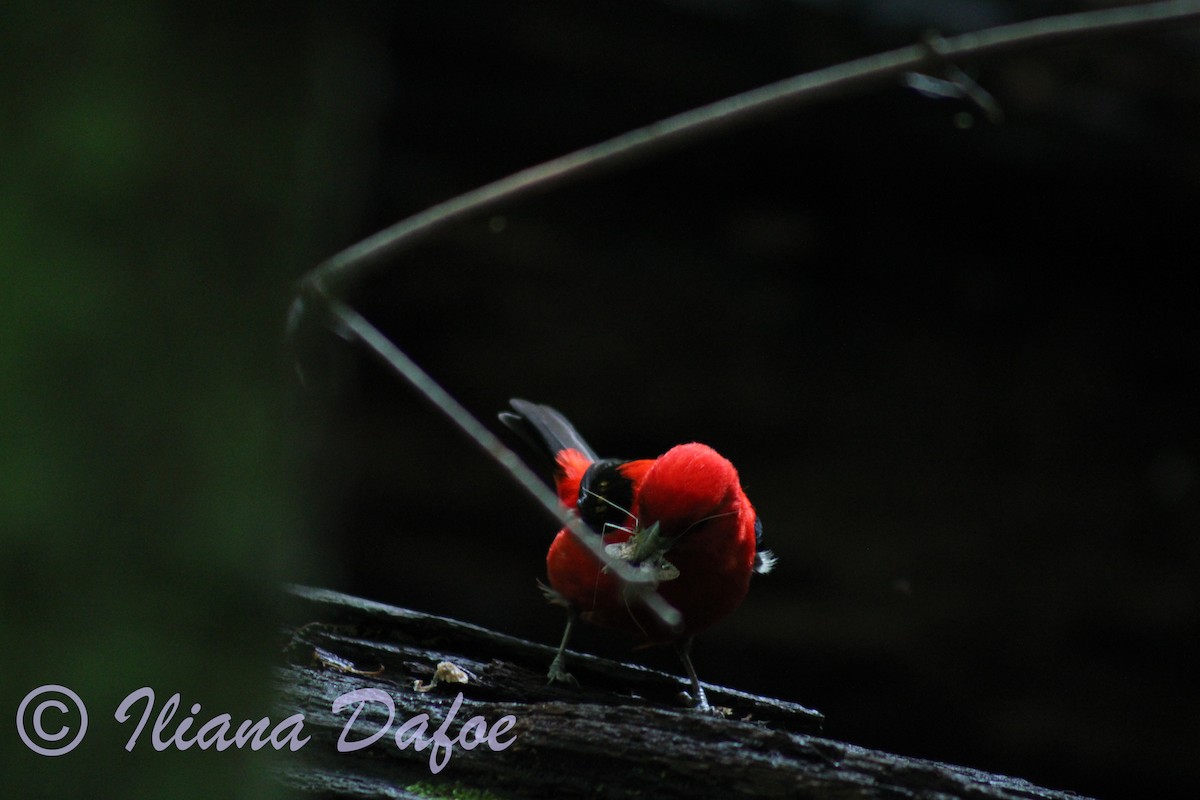 Scarlet Tanager - ML598573791