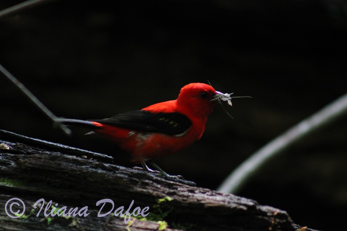 Scarlet Tanager - ML598573811