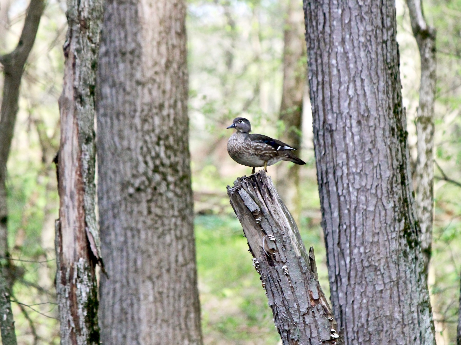 Wood Duck - Michael Warner