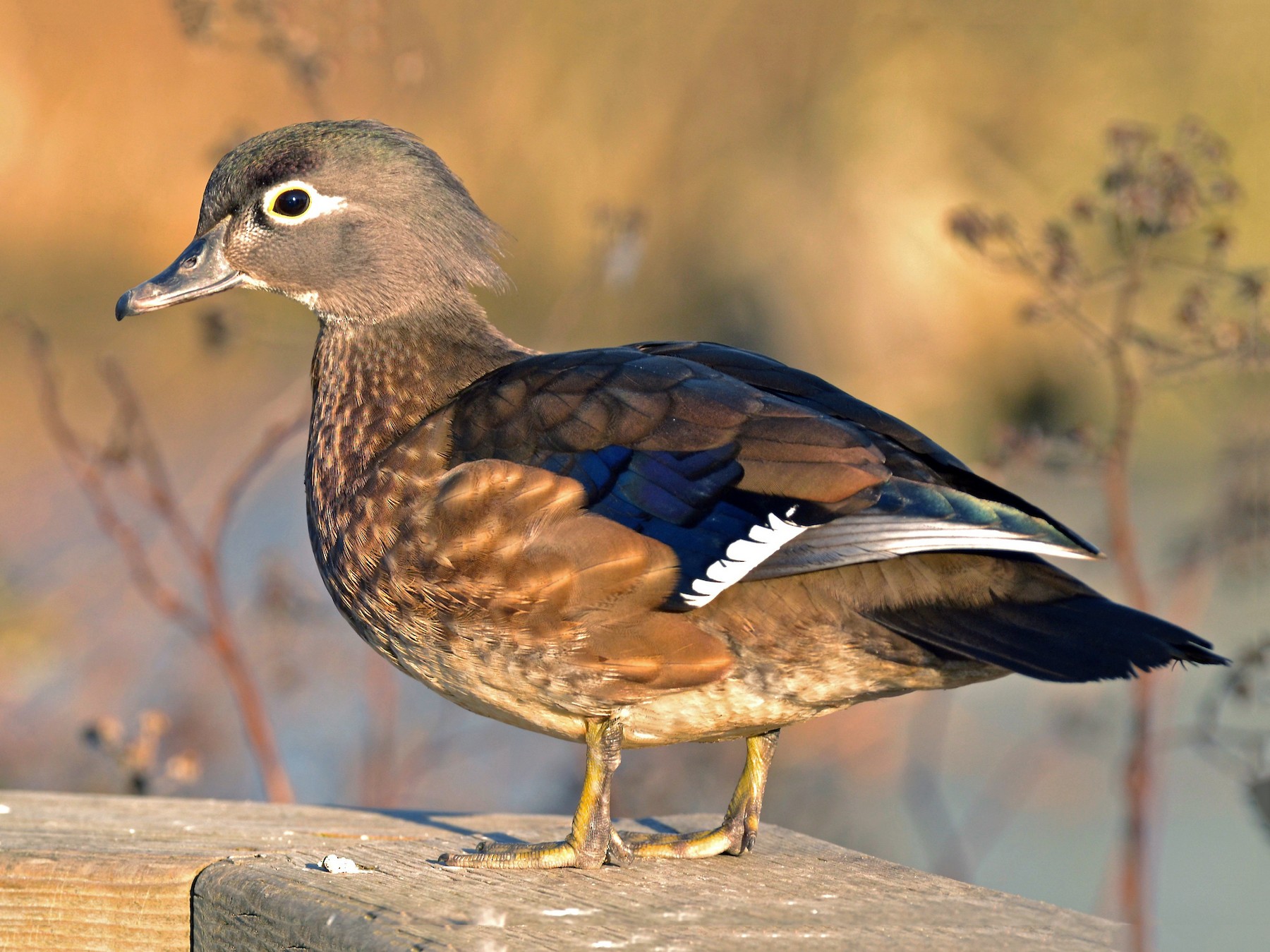 Wood Duck - Epi Shemming