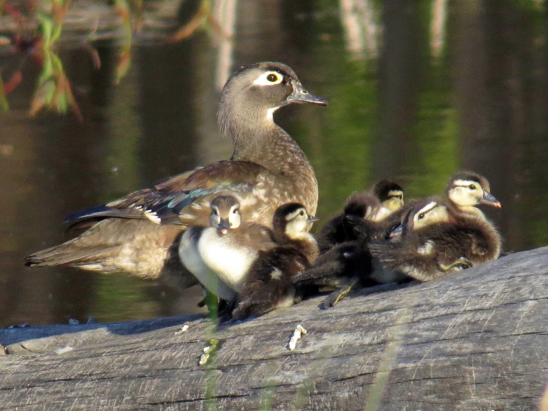 SIFFLET APPEAU OISEAU CANARD BOIS BAMBOU ARTISANAT whistle duck