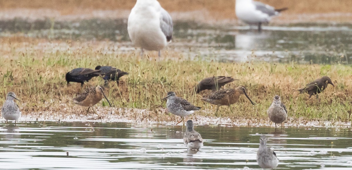 Long-billed Dowitcher - ML598576101