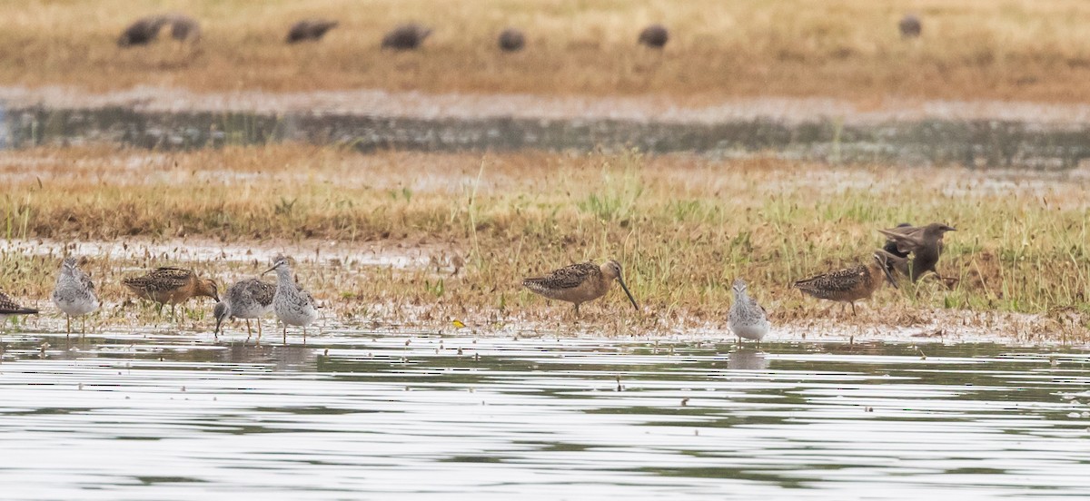 Long-billed Dowitcher - ML598576111